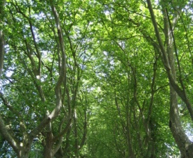 Ponte de lima sycamores